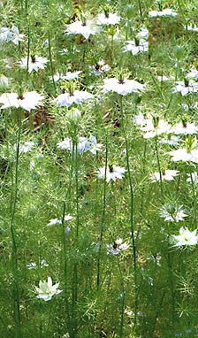 Black cumin plants